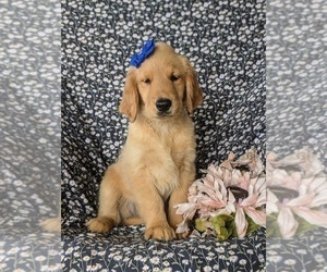 Golden Retriever Puppy for sale in CHRISTIANA, PA, USA