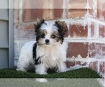 Small Photo #3 Yorkshire Terrier Puppy For Sale in SAN FRANCISCO, CA, USA