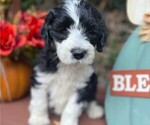 Small Photo #2 Sheepadoodle Puppy For Sale in HUNTINGTON BEACH, CA, USA