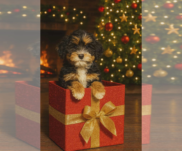 Medium Photo #1 Miniature Bernedoodle Puppy For Sale in MILLVILLE, MN, USA