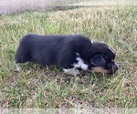 Small Photo #8 Pembroke Welsh Corgi Puppy For Sale in KEOTA, IA, USA
