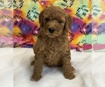 Small Photo #4 Poodle (Standard) Puppy For Sale in DUNDEE, OH, USA