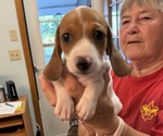 Puppy Patches Dachshund