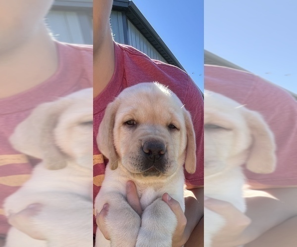 Medium Photo #14 Labrador Retriever Puppy For Sale in BLANCHESTER, OH, USA