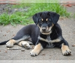 Puppy 3 Beagle-Siberian Husky Mix
