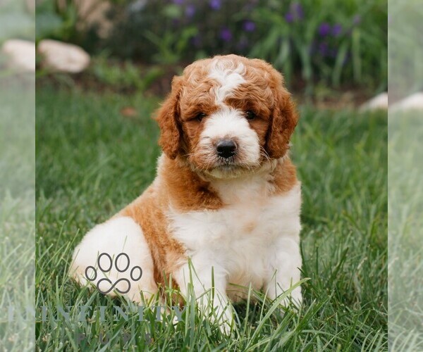 Medium Photo #1 Miniature Labradoodle Puppy For Sale in GORDONVILLE, PA, USA
