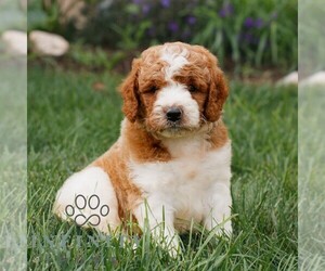 Miniature Labradoodle Puppy for sale in GORDONVILLE, PA, USA
