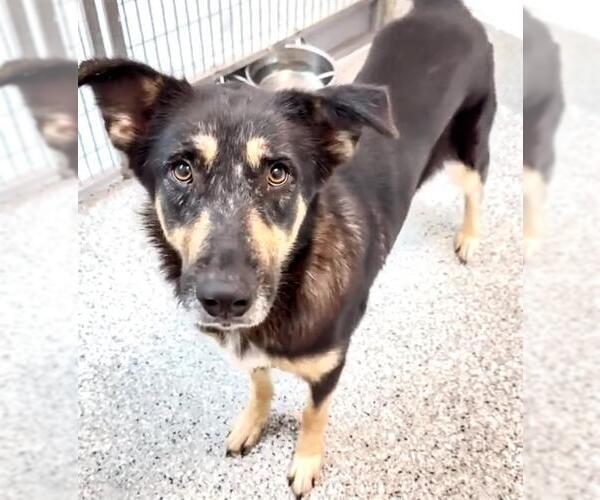 Medium Photo #4 German Shepherd Dog-Unknown Mix Puppy For Sale in Houston, TX, USA