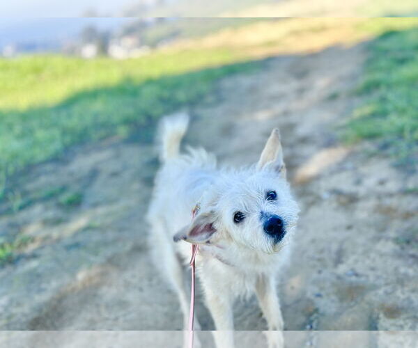 Medium Photo #2 Mutt Puppy For Sale in Pittsburg, CA, USA