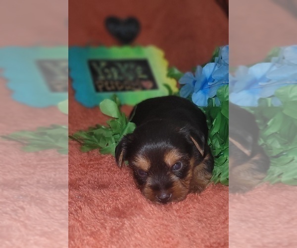 Medium Photo #1 Yorkshire Terrier Puppy For Sale in AKRON, OH, USA