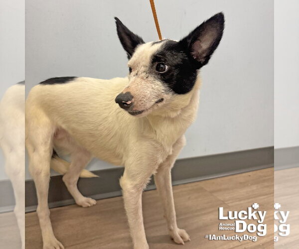 Medium Photo #2 Jack Russell Terrier-Unknown Mix Puppy For Sale in Washington, DC, USA