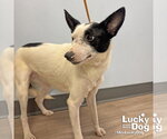 Small #1 Jack Russell Terrier Mix
