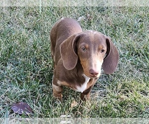 Dachshund Puppy for sale in CLARK, MO, USA