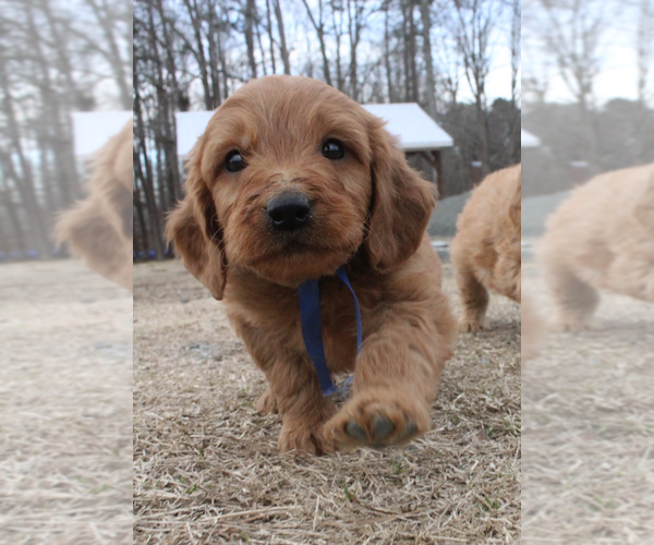 Medium Photo #3 Goldendoodle (Miniature) Puppy For Sale in EFLAND, NC, USA