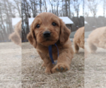 Small Photo #3 Goldendoodle (Miniature) Puppy For Sale in EFLAND, NC, USA
