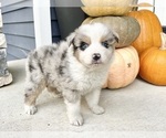 Small #6 Australian Shepherd
