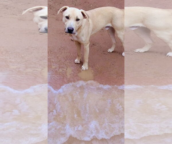 Medium Photo #1 Anatolian Shepherd-Labrador Retriever Mix Puppy For Sale in Apple Valley, CA, USA