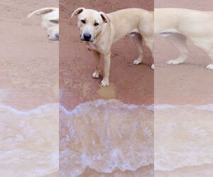 Anatolian Shepherd-Labrador Retriever Mix Dogs for adoption in Apple Valley, CA, USA