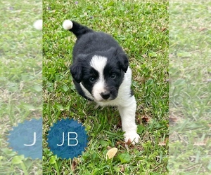 Border Collie-Papillon Mix Puppy for sale in CULPEPER, VA, USA