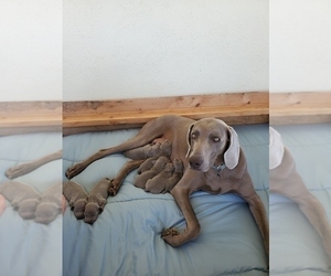 Mother of the Weimaraner puppies born on 03/24/2021