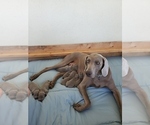 Small Photo #1 Weimaraner Puppy For Sale in ORLAND, CA, USA
