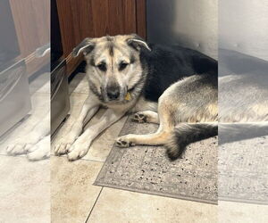 Anatolian Shepherd-German Shepherd Dog Mix Dogs for adoption in Chandler, AZ, USA