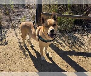 Akita-Unknown Mix Dogs for adoption in Chula Vista, CA, USA