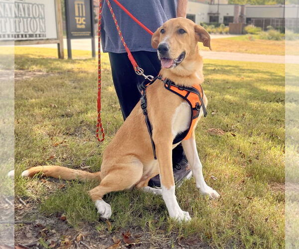 Medium Photo #13 Mutt Puppy For Sale in Rockaway, NJ, USA