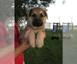 Small Photo #35 German Shepherd Dog Puppy For Sale in APLINGTON, IA, USA