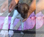 Small Photo #2 German Shorthaired Pointer Puppy For Sale in OSTERVILLE, MA, USA