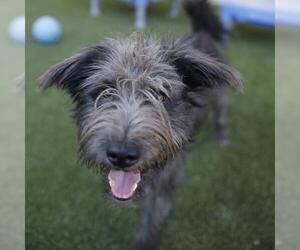 Mutt Dogs for adoption in San Antonio, TX, USA