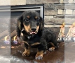 Small Photo #10 Dachshund Puppy For Sale in NOBLESVILLE, IN, USA