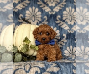 Cavapoo Puppy for sale in CHRISTIANA, PA, USA