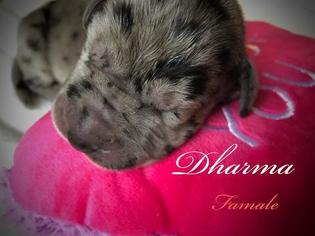 Great Dane Puppy for sale in ARDEN, NC, USA