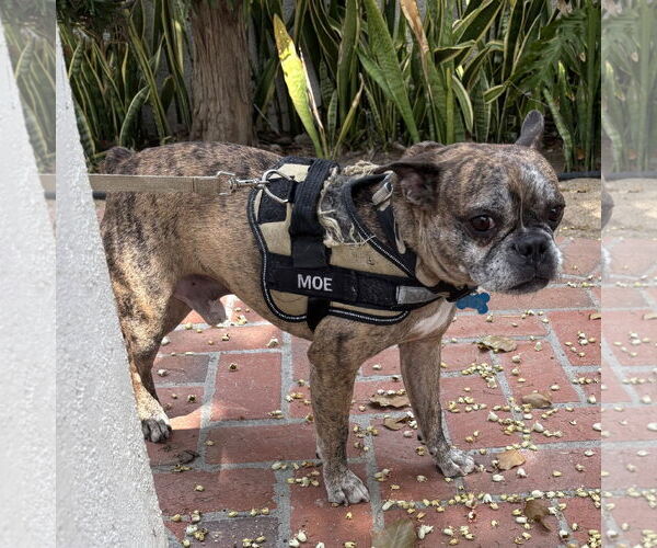 Medium Photo #5 Faux Frenchbo Bulldog Puppy For Sale in Huntington Beach, CA, USA