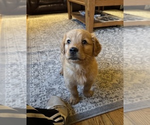 Golden Retriever Puppy for Sale in NEW COLUMBIA, Pennsylvania USA