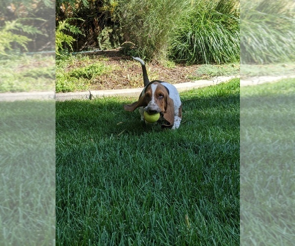 Medium Photo #1 Basset Hound Puppy For Sale in ALPINE, UT, USA
