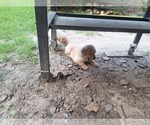 Small #6 Labrador Retriever