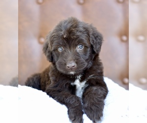 Medium Portuguese Water Dog