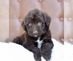 Puppy 4 Portuguese Water Dog