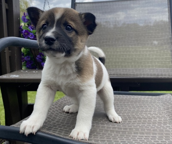 Medium Photo #6 Alaskan Husky-Border Collie Mix Puppy For Sale in RICHMOND, MI, USA