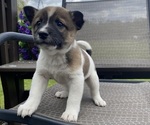 Small #5 Alaskan Husky-Border Collie Mix