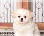 Small Photo #4 Zuchon Puppy For Sale in NAPLES, FL, USA