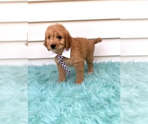Goldendoodle (Miniature) Puppy for sale in ORLANDO, FL, USA