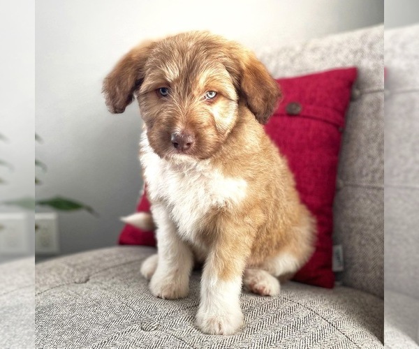 Medium Photo #1 Bordoodle Puppy For Sale in LONDON, AR, USA