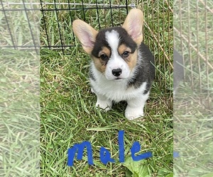 Pembroke Welsh Corgi Puppy for Sale in NOBLESVILLE, Indiana USA