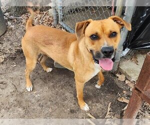 Black Mouth Cur-Unknown Mix Dogs for adoption in Houston, TX, USA