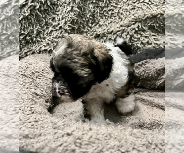 Medium Photo #12 Zuchon Puppy For Sale in RENO, NV, USA