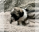 Small Photo #12 Zuchon Puppy For Sale in RENO, NV, USA