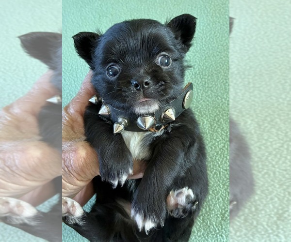 Medium Photo #5 Chihuahua Puppy For Sale in NEWVILLE, PA, USA